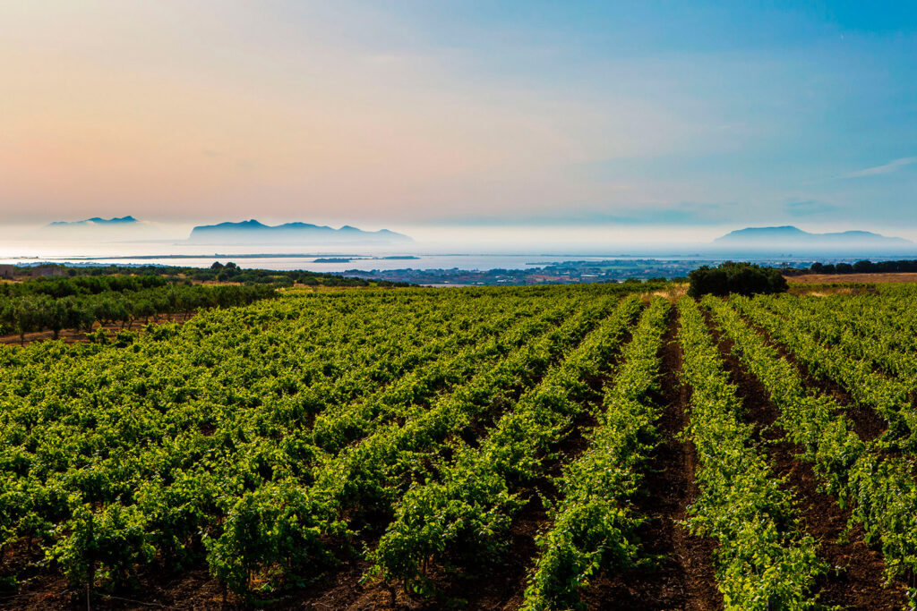 La degustazione vini Sicilia è imperdibile! Il clima rende la zona ideale per le varietà Grillo, Inzolia, Catarratto e Nero d’Avola, vitigni per la produzione del Marsala